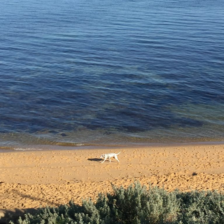 dog on black rock beach
